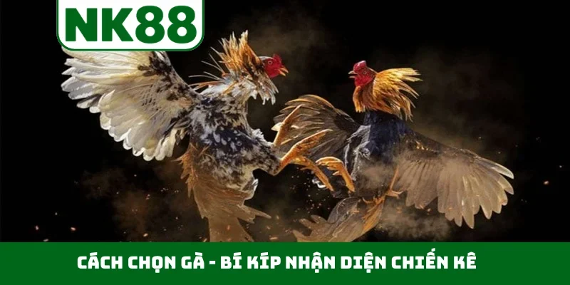 Cách chọn gà