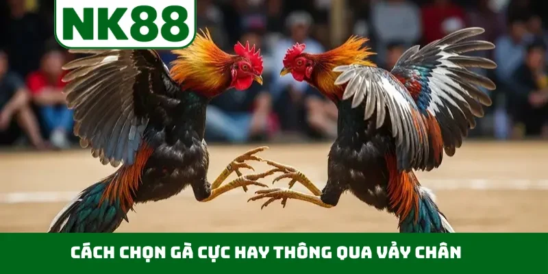 Cách chọn gà cực hay thông qua vảy chân