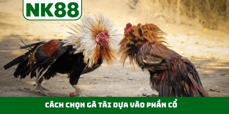 Cách chọn gà tài dựa vào phần cổ