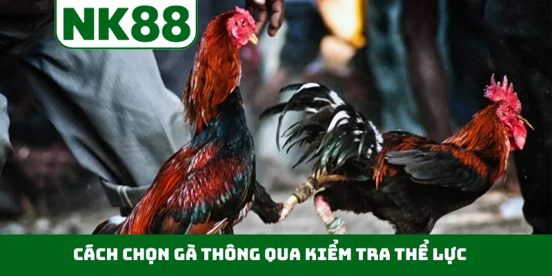 Cách chọn gà thông qua kiểm tra thể lực