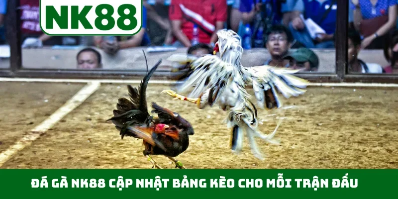 Đá gà NK88 cập nhật bảng kèo cho mỗi trận đấu