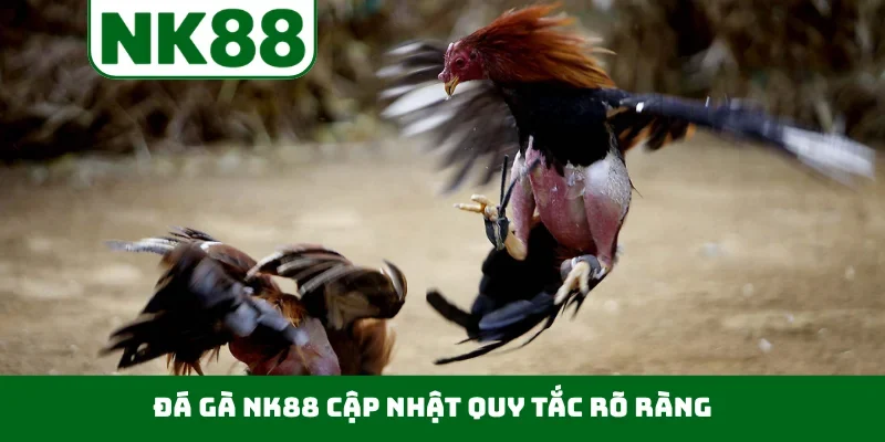 Đá gà NK88 cập nhật quy tắc rõ ràng