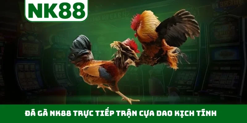 Đá gà NK88 trực tiếp trận cựa dao kịch tính