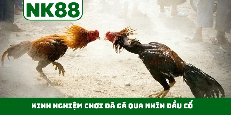 Kinh nghiệm chơi đá gà qua nhìn đầu cổ