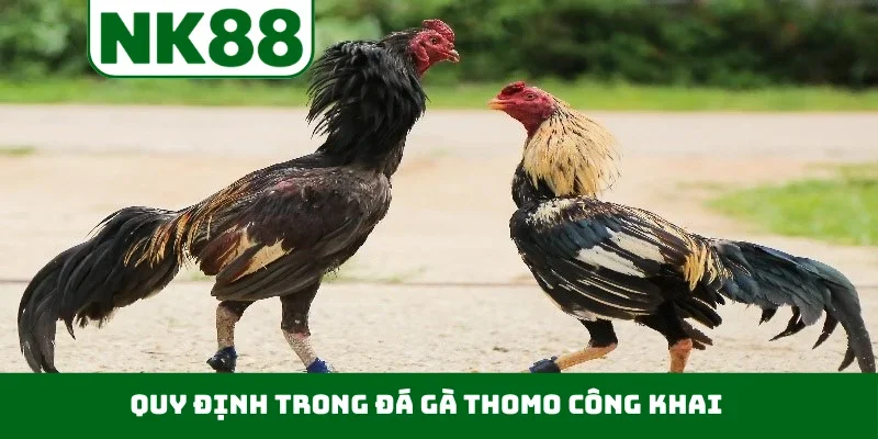 Quy định trong đá gà Thomo công khai