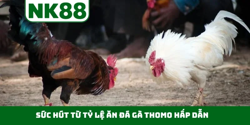 Sức hút từ tỷ lệ ăn đá gà Thomo hấp dẫn