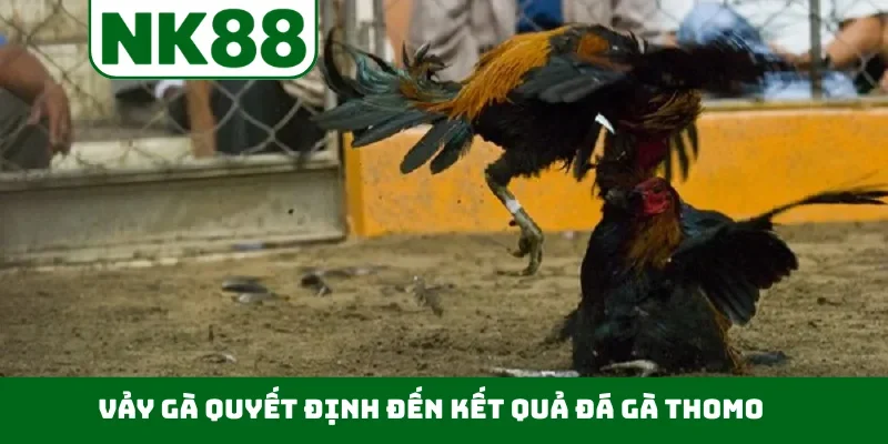 Vảy gà quyết định đến kết quả đá gà Thomo